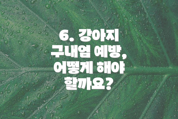 6. 강아지 구내염 예방, 어떻게 해야 할까요?