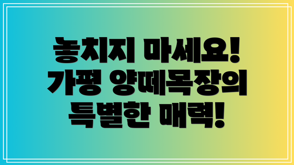 놓치지 마세요! 가평 양떼목장의 특별한 매력!